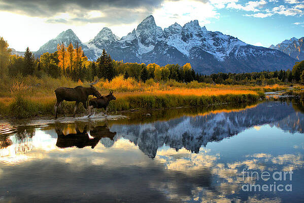 Wall Art featuring the photograph Moose Cow And Calf Evening Teton Stroll by Adam Jewell