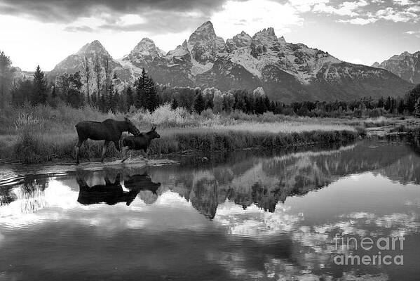 Wall Art featuring the photograph Moose Cow And Calf Evening Teton Stroll Black And White by Adam Jewell