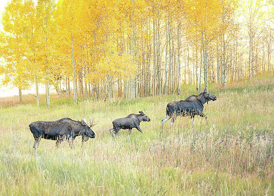 Wall Art featuring the photograph Moose Family In Autumn Aspen by Dan Sproul