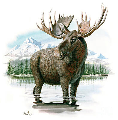 Nature Wall Art featuring the painting Moose In Lake by Don Balke