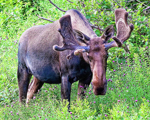 Natural Photograph - Moose In Nova Scotia, Canada by Tatiana Travelways