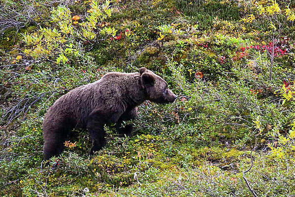 More Berries by Harry Banks