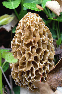 Wall Art featuring the photograph Morel Photography by Steven Nelson