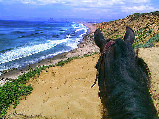 Beach Photograph - Morgan Horse On Beach Bluff by Waterdancer