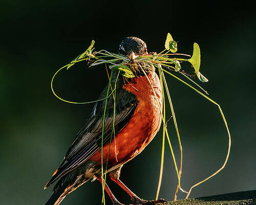 Bird Wall Art featuring the photograph Morning Construction by Rich Kovach