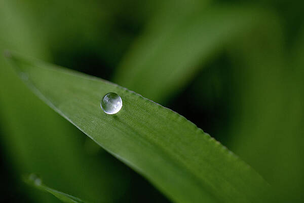Natural Wall Art featuring the photograph Morning Dew by Todd Wilkinson