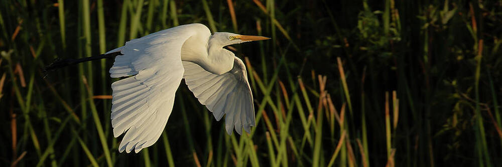 Florida Photograph - Morning Flight by RD Allen