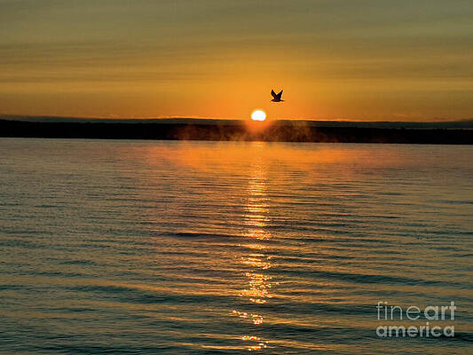Serene Wall Art featuring the photograph Morning Flight by William Norton