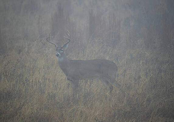 Texas Wall Art featuring the photograph Morning Fog Whitetail by Ron Long Ltd Photography