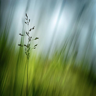 Summer Wall Art featuring the photograph Morning Grass by Ursula Abresch