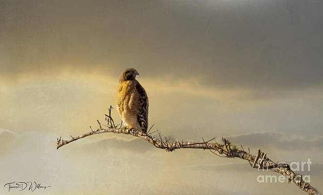 Sunrise Photograph - Morning Hawk by Theresa D Williams Smoky Mountains