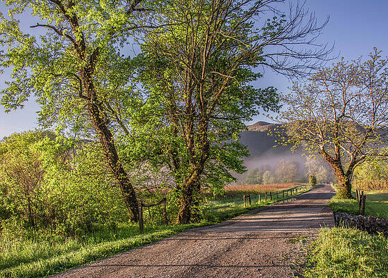 Wall Art featuring the photograph Morning Light Along Sparks Lane by Marcy Wielfaert