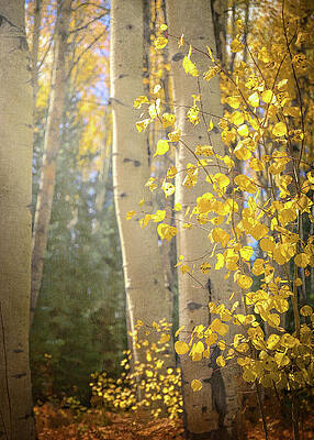 Wall Art featuring the photograph Morning Light Autumn Aspen Leaves Colorado by Dan Sproul