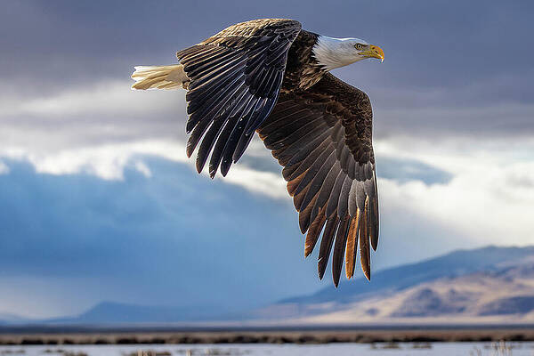 Bald Eagle in Flight Photograph
