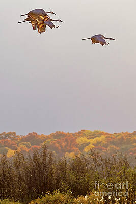 Fall Photograph - Morning Light Of Sandhill Flight by Natural Focal Point Photography