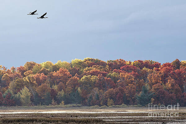 Fall Photograph - Morning Light Over Crex Meadows In Fall by Natural Focal Point Photography