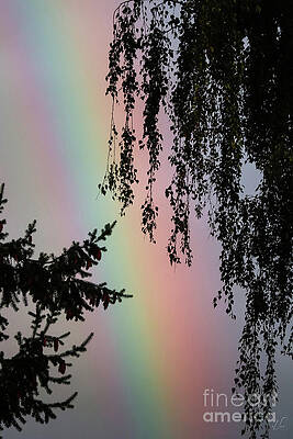 Wall Art featuring the photograph Morning Light Show by D Lee