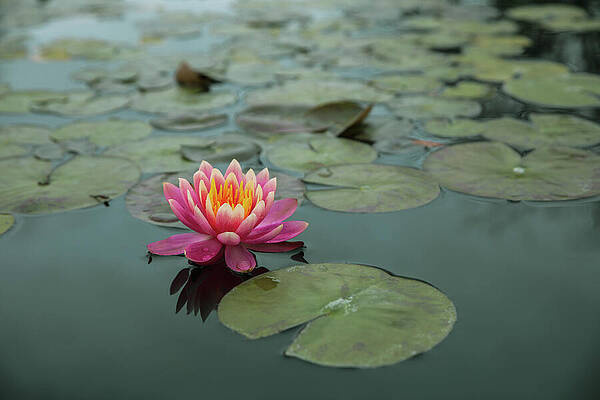 Nature Wall Art featuring the photograph Morning Meditation by KC Hulsman