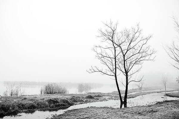 Serene Misty Lake Landscape Wall Art