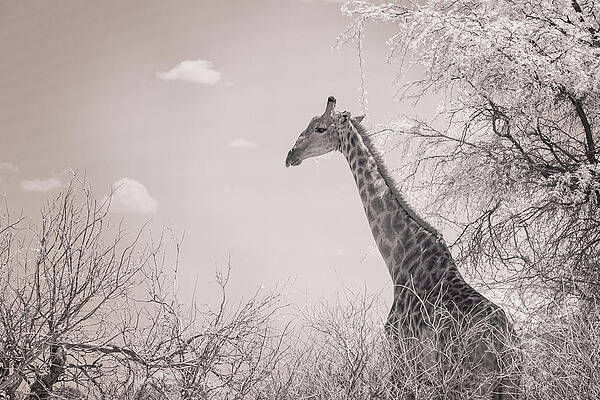 Wildlife Photograph - Morning Munchies by Maryanne Keeling
