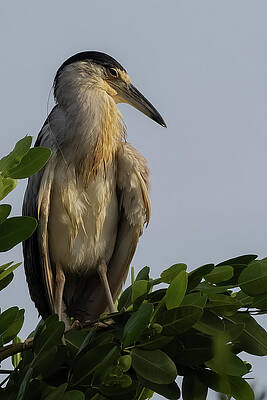 Florida Photograph - Morning Nap by RD Allen