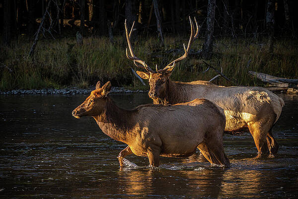 Mountain Wall Art featuring the photograph Morning Stroll by Tim Lyden