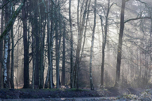 Morning Sunlight in Forest Wall Art