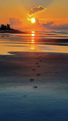 South Carolina Wall Art featuring the photograph Morning Walk by Brian Hare