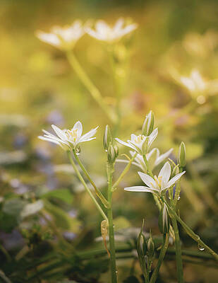 Light Wall Art featuring the photograph Morning Wildflowers by Jason Fink