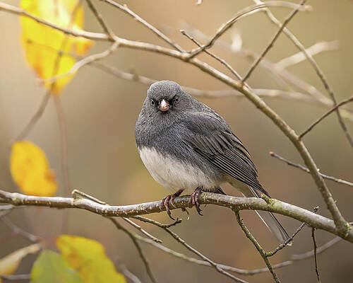 Large Photograph - Mornings Delight by James Overesch