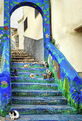 Wall Art featuring the photograph Morocco Stray Cats Painted Paradise by Rebecca Herranen