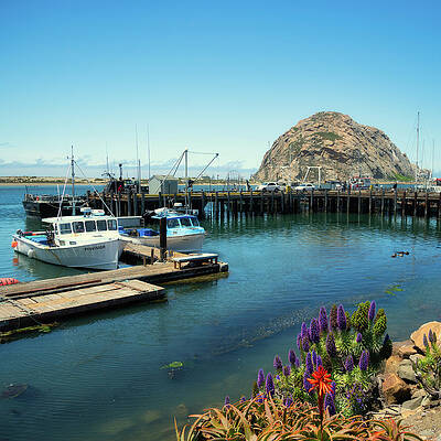Wall Art featuring the photograph Morro Bay Harbor With Boats And Colorful Plants by Matthew DeGrushe