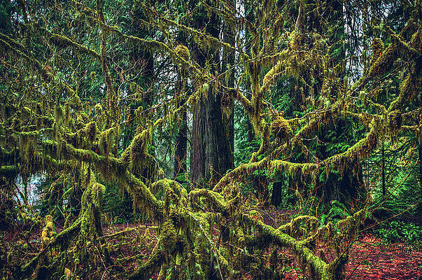 Moody Photograph - Moss Branches by Abbie Warnock