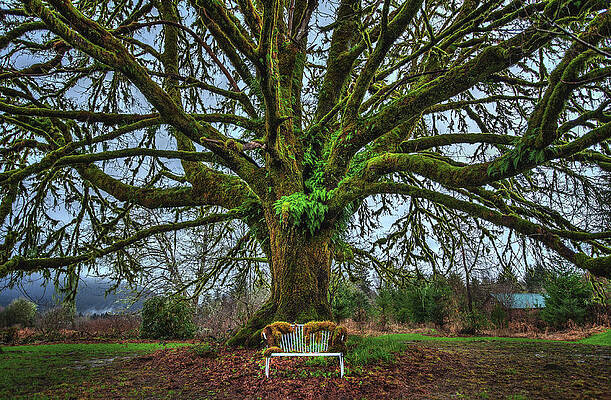 Moody Photograph - Moss Covered Bench And Tree - Washington State by Abbie Warnock