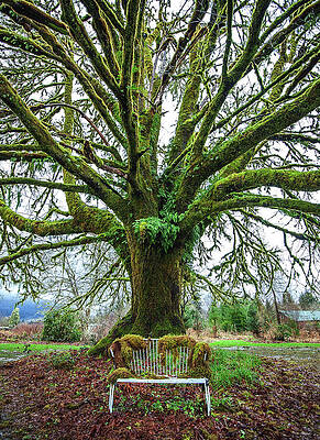 Moody Photograph - Moss Covered Bench And Tree, Washington State - Vertical by Abbie Warnock