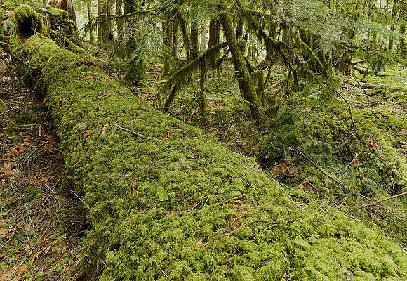 Moss-Covered Forest Floor by Carl Prothman