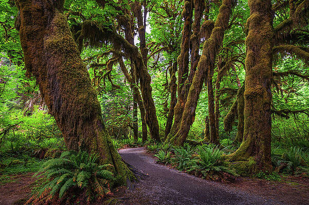 Wall Art featuring the photograph Moss-covered Trees Line A Trail In The Hoh Rain Forest, Olympic National Park by Miroslav Liska