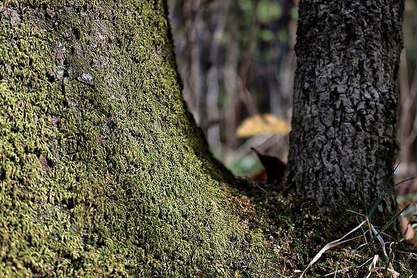 Wall Art featuring the photograph Moss Skirt by American Landscapes