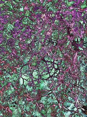 Wall Art featuring the digital art Moss With Lichen Texture by Bruce Block