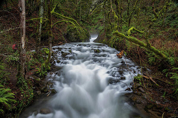 Mossy Forest Waterfall Stream Wall Art