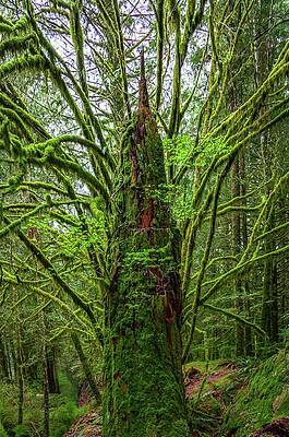 Moss-Covered Tree in Dense Forest Wall Art