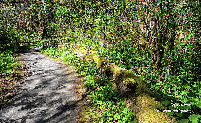 State Route 20 Photograph - Mossy Log In Rasar State Park by Tom Cochran