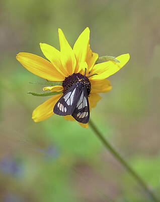 Wildflower Photograph - Moth On Sunflower by Bob Falcone
