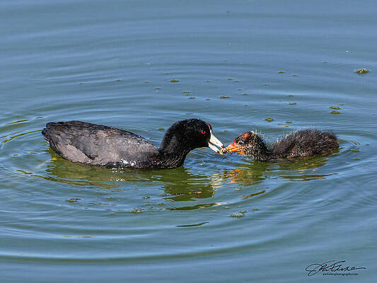 Water Photograph - Mother And Baby Coot by Joe Fisher
