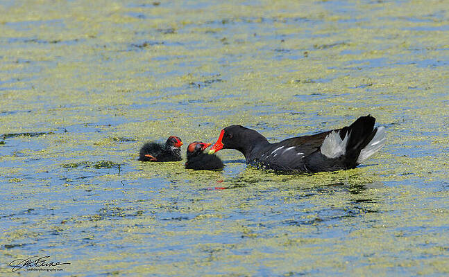 Beak Photograph - Mother And Baby Gallinules by Joe Fisher