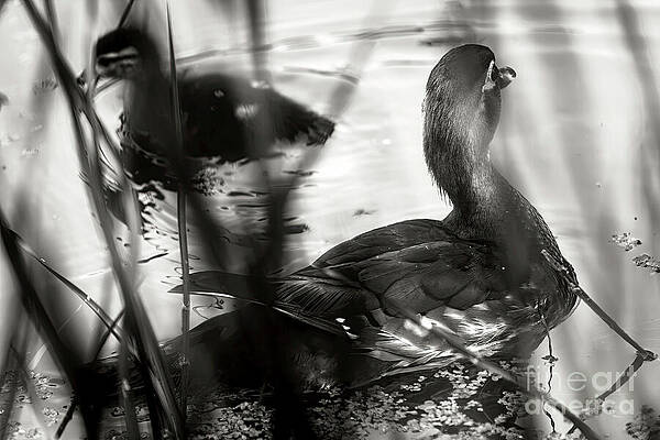 Wall Art featuring the photograph Mother Duck And Baby In The Pond - BW by Tatiana Travelways