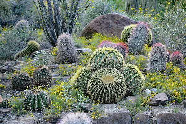 Flower Wall Art featuring the photograph Golden Barrel Cactus - Mother-in-law's Cushion, Palm Desert, CA. by Bonnie Colgan