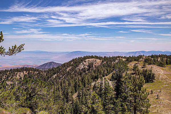 California Wall Art featuring the photograph Mount Pinos, California 2 by Cindy Robinson