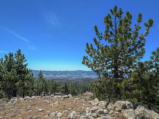 California Wall Art featuring the photograph Mount Pinos, California by Cindy Robinson