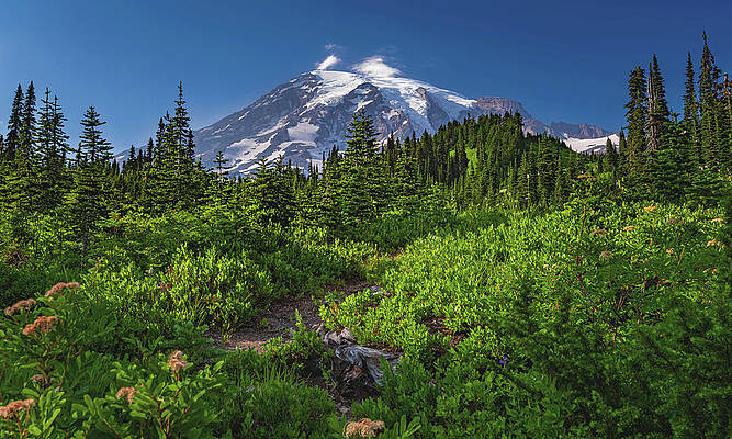 Landscape Photograph - Mount Rainier, Paradise, Washington by Abbie Warnock
